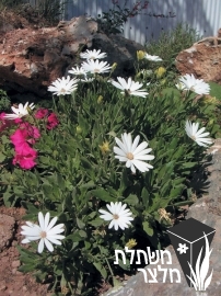 גרמית - Osteospermum