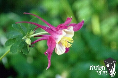 אקווילגיה - Aquilegia