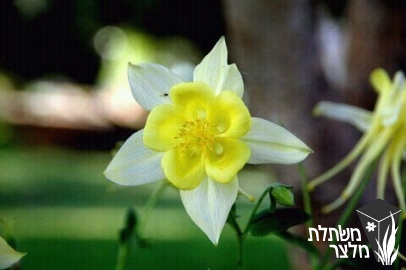 אקווילגיה - Aquilegia