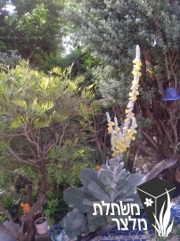 בוצין - Verbascum