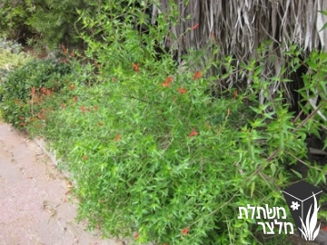 בן-קוציץ - Aniscanthus