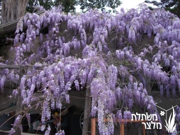 ויסטריה - Wisteria