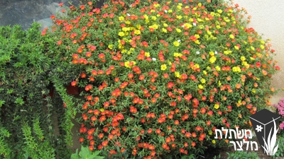 רגלה - Portulaca