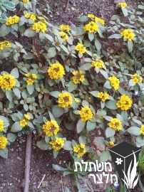 ליסימכיה - Lysimachia