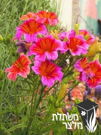 זוגית - Salpiglossis