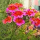 זוגית - Salpiglossis