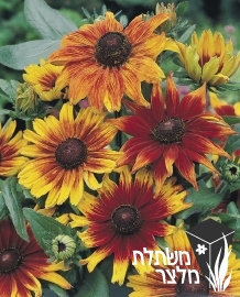 רודבקיה - Rudbeckia