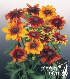 רודבקיה - Rudbeckia