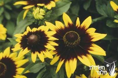 רודבקיה - Rudbeckia