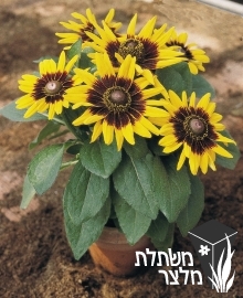 רודבקיה - Rudbeckia