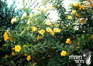 אלמנדה - Allamanda