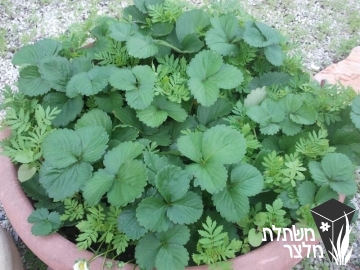 תות-שדה - Fragaria