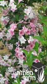 ויגלה - Weigela