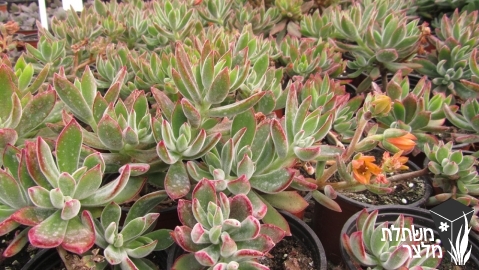 כפנית - Echeveria