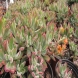 כפנית - Echeveria