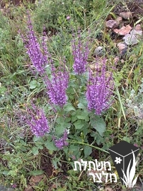 מרוות - Salvia