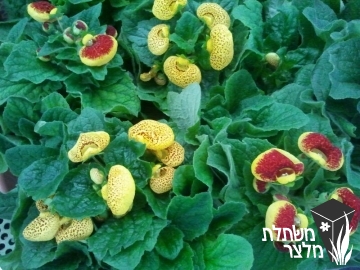 נעלנית - Calceolaria