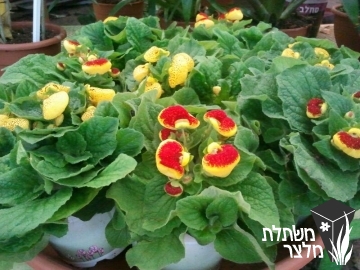 נעלנית - Calceolaria