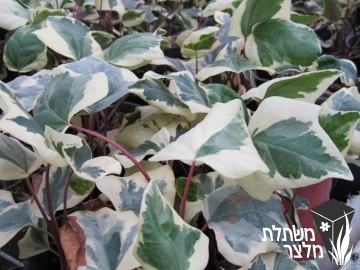 קיסוס  - Hedera