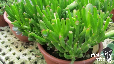 קרסולה - Crassula