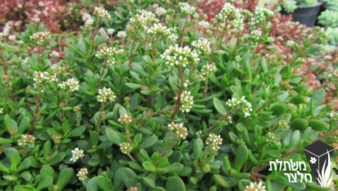 קרסולה - Crassula