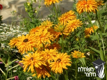 רודבקיה - Rudbeckia