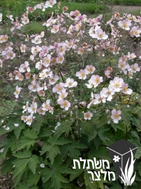 כלנית - Anemone