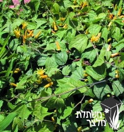 שעונית - Passiflora