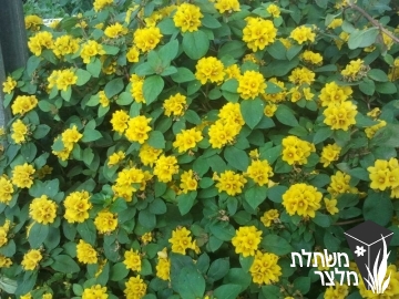 ליסימכיה - Lysimachia