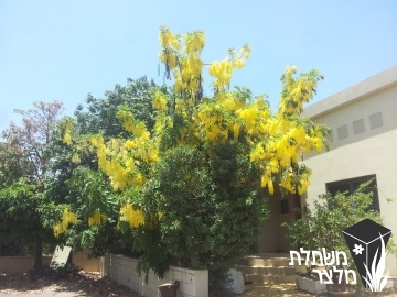 כסית - Cassia