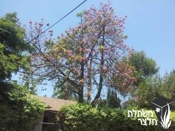 ברכיכיטון - Brachychiton