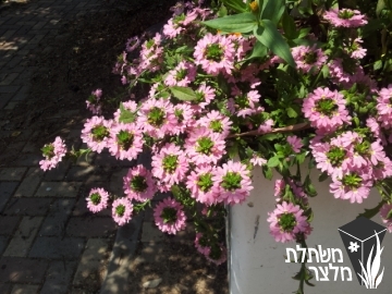 סקבולה - Scaevola