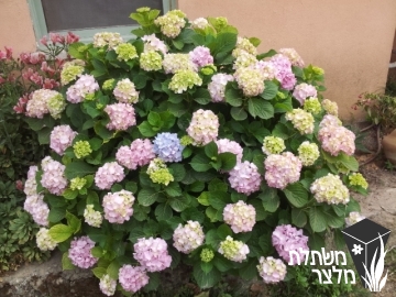 הידרנגיאה - Hydrangea