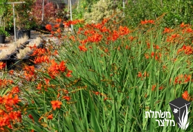 קרוקוסמיה - Crocosmia