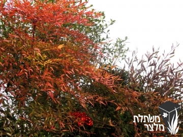 ננדינה - Nandina