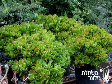 קרסולה - Crassula