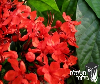 קלרודנדרון - Clerodendrum