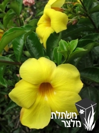 אלמנדה - Allamanda