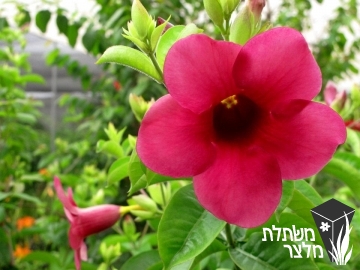 אלמנדת - Allamanda