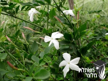 יסמין - Jasminum