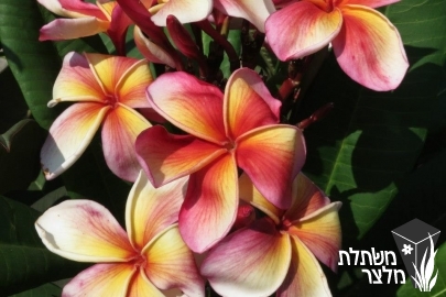 פלומריה - Plumeria