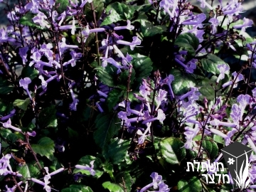 פלקטרנטוס - Plectranthus