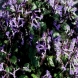 פלקטרנטוס - Plectranthus