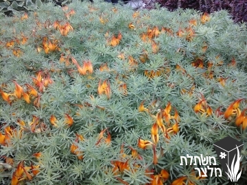 לוטוס - Lotus