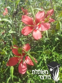 היביסקוס - Hibiscus