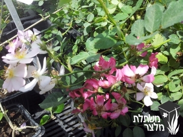 ורד - Rosa