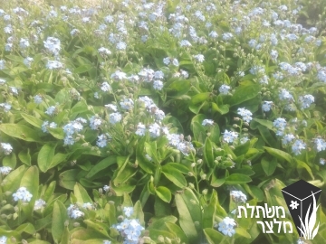 זכריני - Myosotis