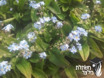 זכריני - Myosotis