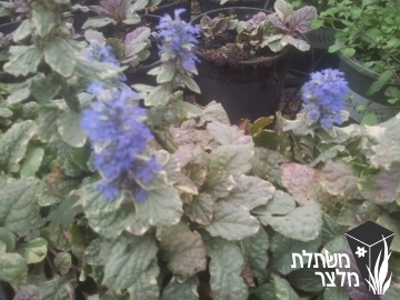 חד-שפה - Ajuga