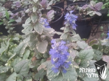 חד-שפה - Ajuga